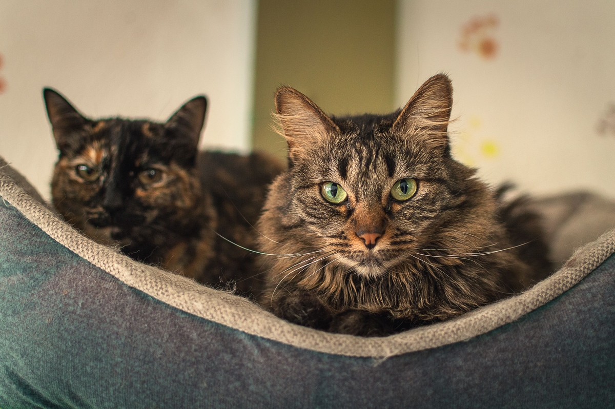 Elanco lança tratamento oral diário para diabetes felina