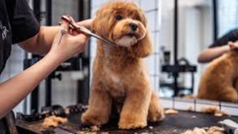 Profissão grooming está muito além de banho e tosa de pet