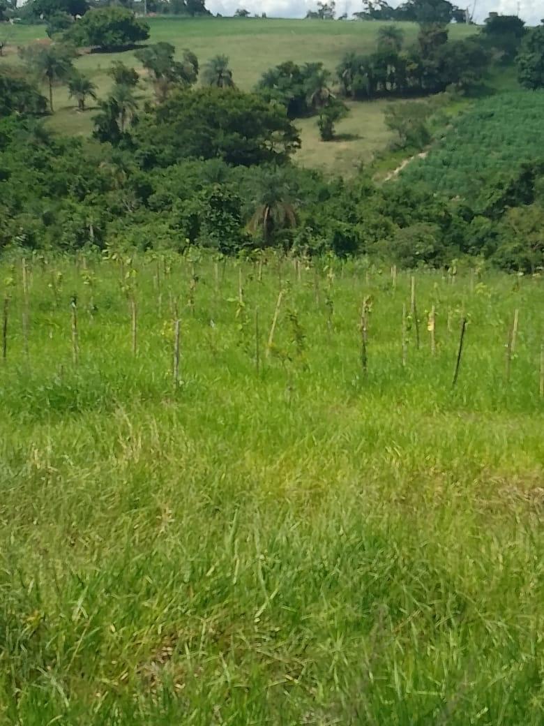 Mercado de crédito de carbono ajuda futuro sustentável