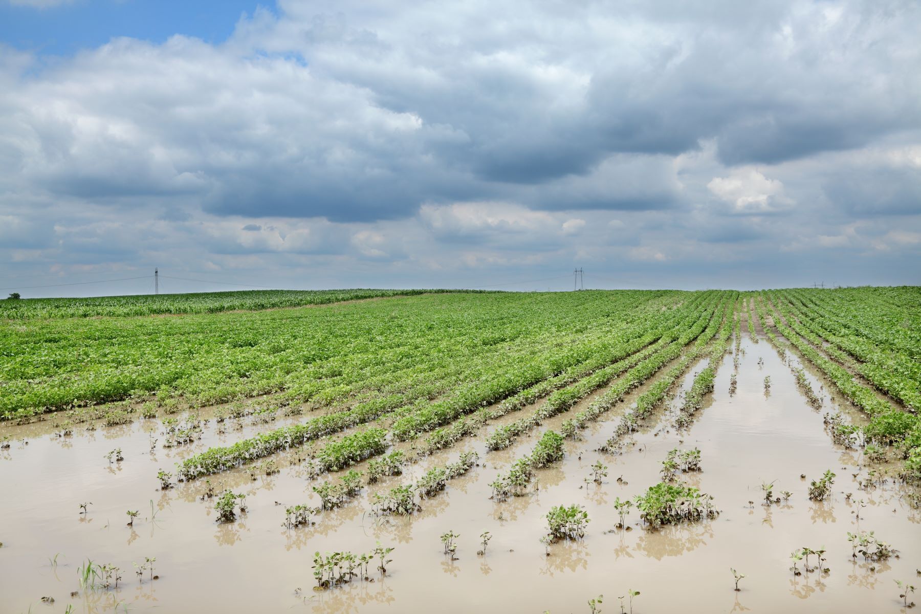 Agro deve liderar pedidos de recuperação judicial