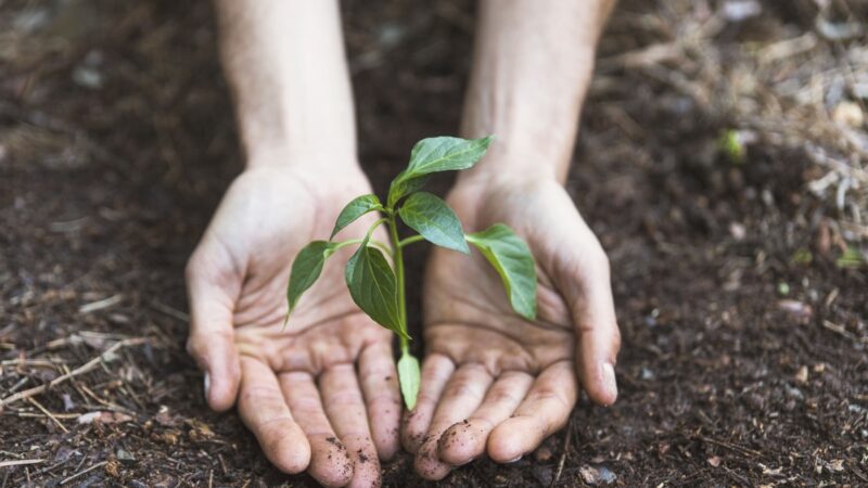 Projeto Viver Territórios promove workshops gratuitos