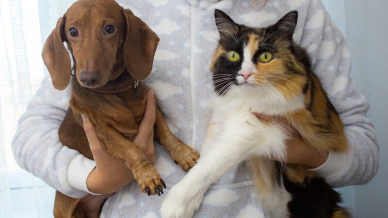 Lei contra realização de tatuagens e uso de piercings em cães e gatos é novidade