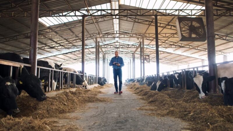 Fx4 Agro opera confinamento de gado em três regiões do país