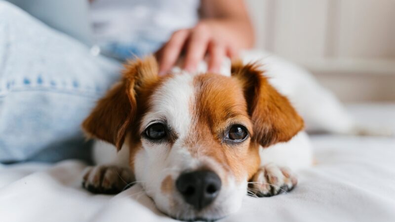 Influenza canina: cães também podem ficar gripados