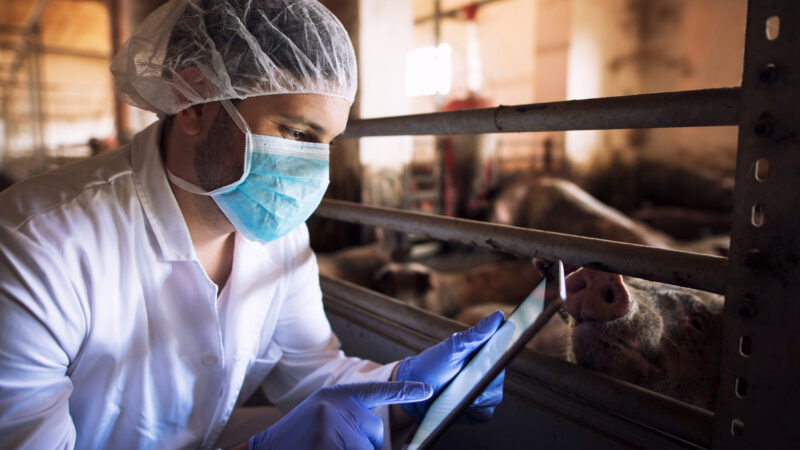 Frigoríficos investem mais em rastreabilidade da carne suína