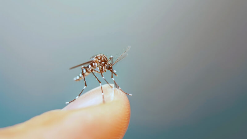 Tecnologia cria proteção contínua contra o Aedes aegypti