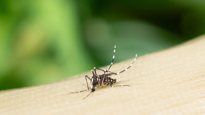 Dengue continua em alta no Brasil: apesar de queda nos registros, mortes são preocupantes em SP, PR e MG