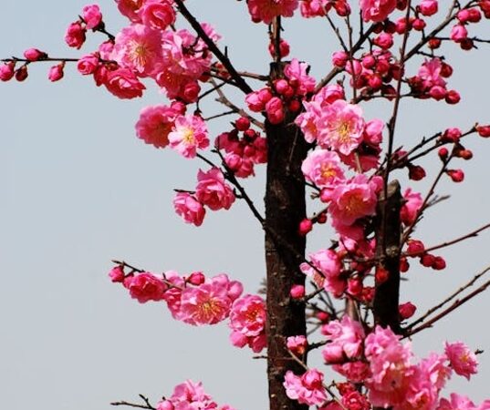 Primavera é a estação do ano marcada pelo florescimento das plantas