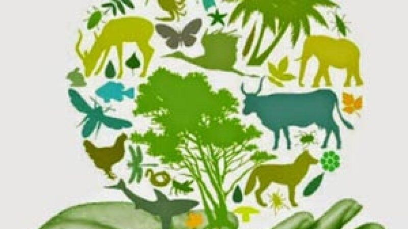 Dia Internacional da Biodiversidade é comemorado em 22 de maio