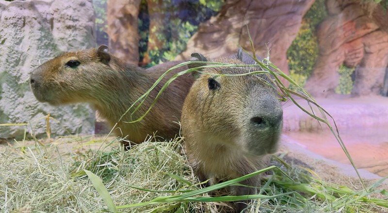 Dia da Mata Atlântica: conheça cinco curiosidades sobre as capivaras, a maior espécie de roedor do mundo