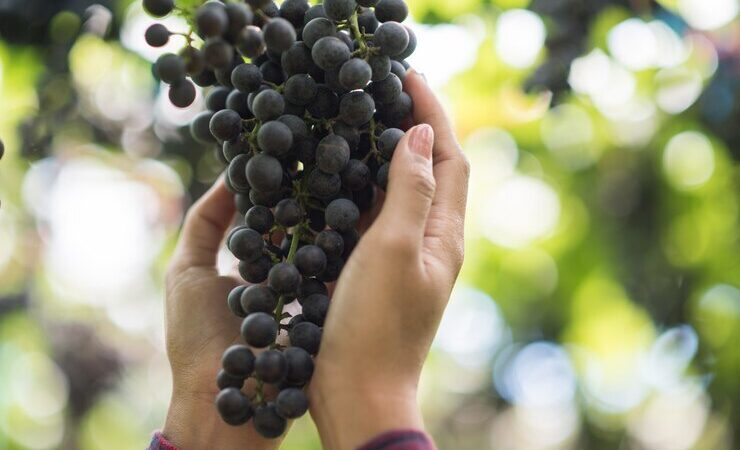 Safra de uva 23/24 no RS é estimada em 719 mil toneladas