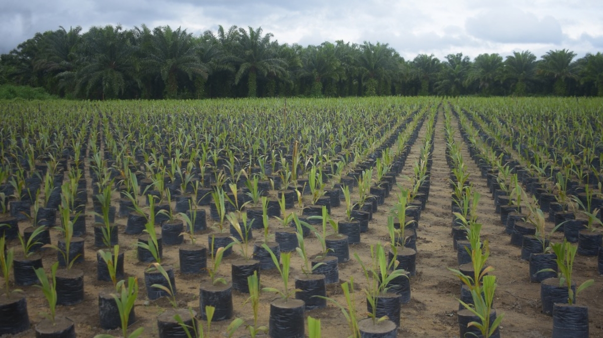 Grupo BBF contibui com agricultura sustentável na Amazônia