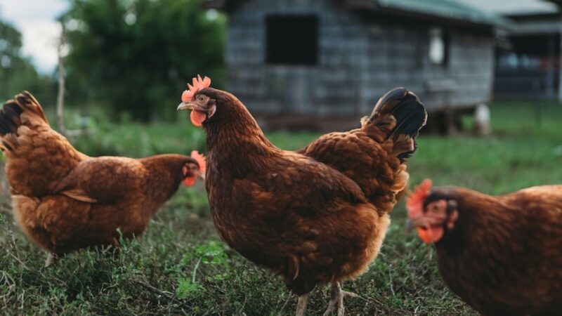 Exportação de frango reforça cadeia de nutrição