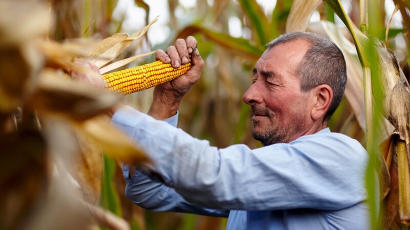Agricultura familiar na Bahia quadruplica produtividade