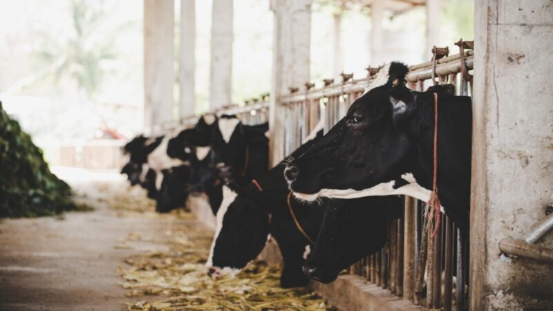 Escovas especiais oferecem higiene e eficiência à agropecuária