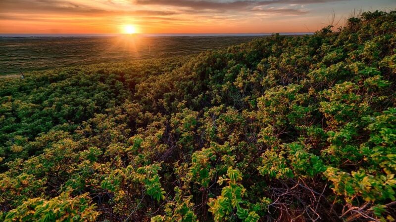 Ecora e BeZero elevam integridade no mercado de carbono