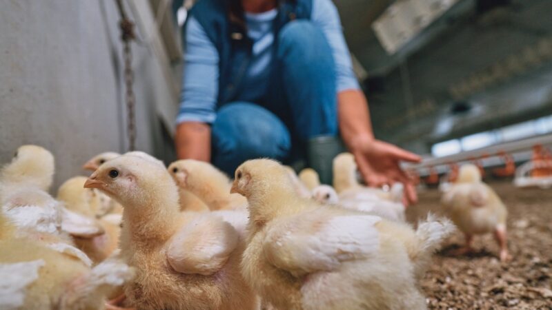 Do campo à mesa: o produtor é a chave para uma ceia segura