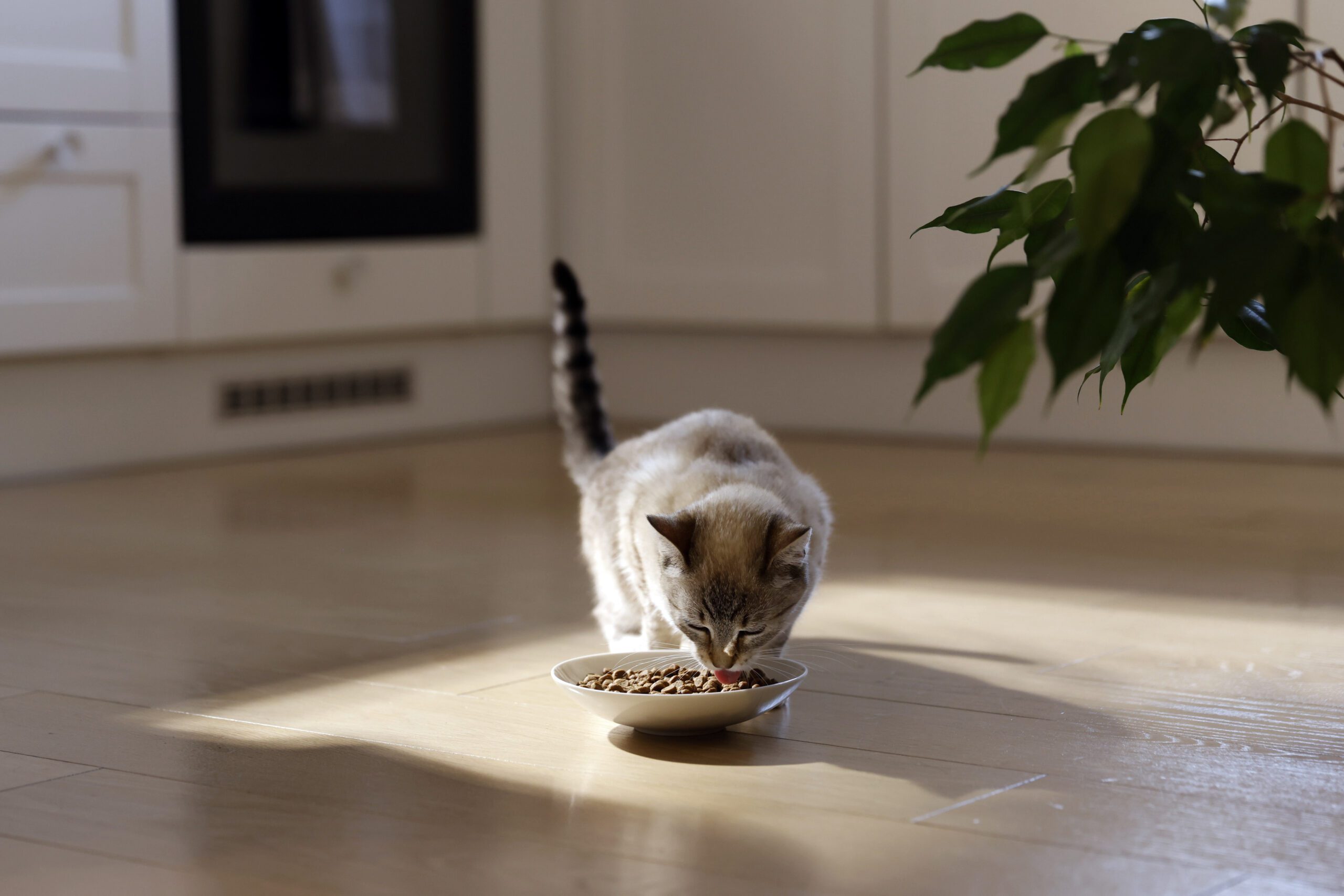Hill’s Pet destaca a importância da palatabilidade na alimentação de cães e gatos