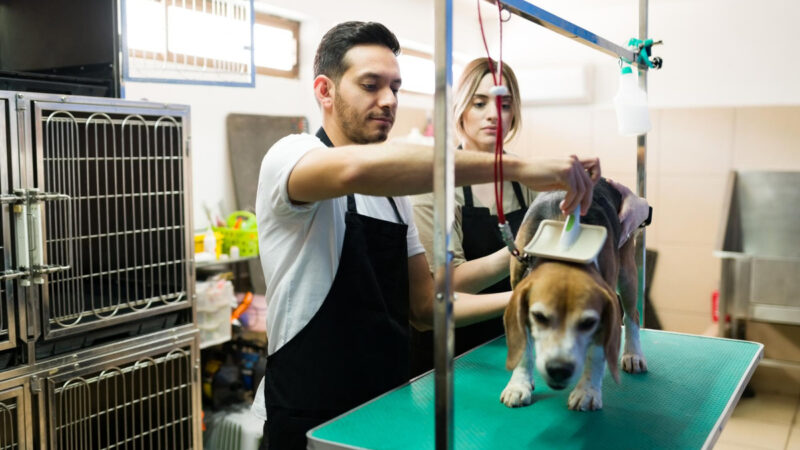 CEO lista dicas e tendências para profissionais do setor pet