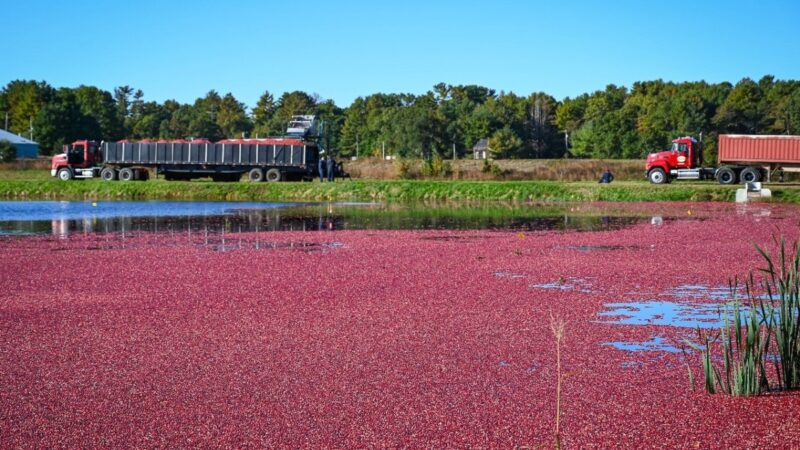 Cranberries incrementam a economia nacional