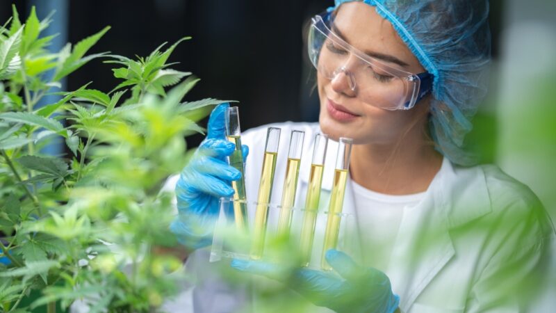 Mercado de Cannabis medicinal deve atingir R$ 1 bi em 2025