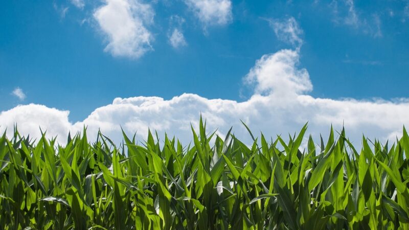 Indústria química impulsiona fertilizantes sustentáveis