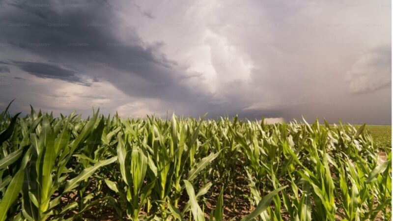 El Niño eleva desafio para a safra de verão