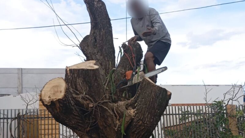 Prisão Dupla e Multa Salgada: Homem é detido duas vezes no mesmo dia por derrubar árvore