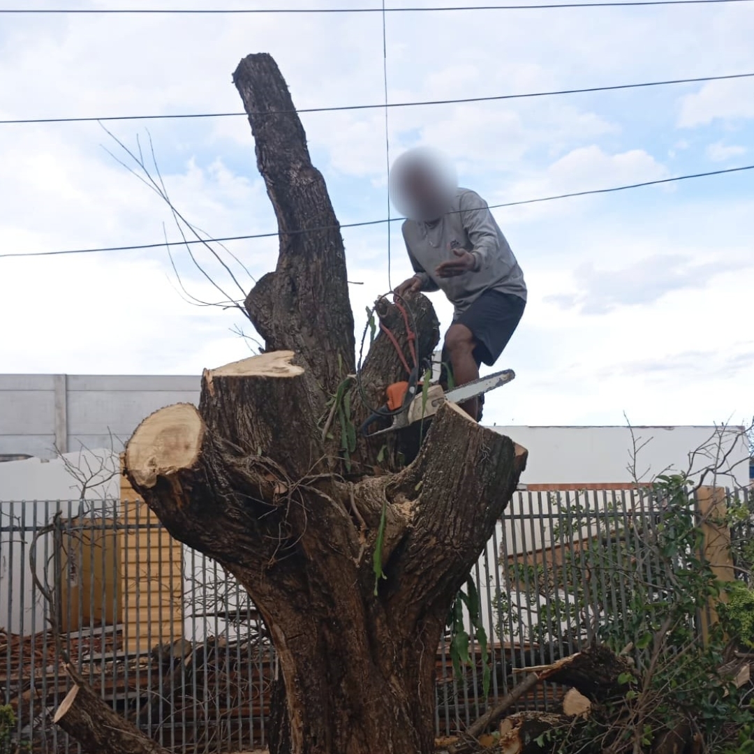 Prisão Dupla e Multa Salgada: Homem é detido duas vezes no mesmo dia por derrubar árvore