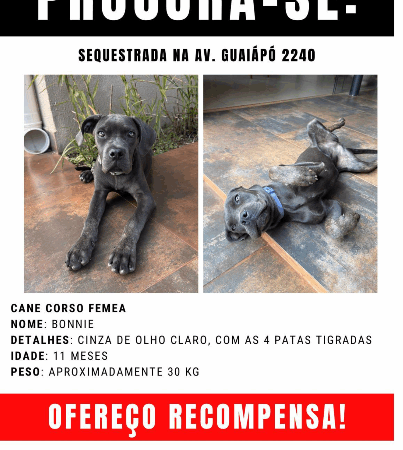 Cachorra Cane Corso Bonnie desaparece na Avenida Guaiapó, em Maringá, e família pede ajuda