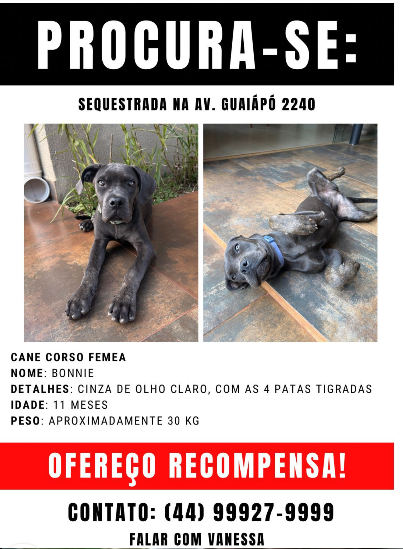Cachorra Cane Corso Bonnie desaparece na Avenida Guaiapó, em Maringá, e família pede ajuda