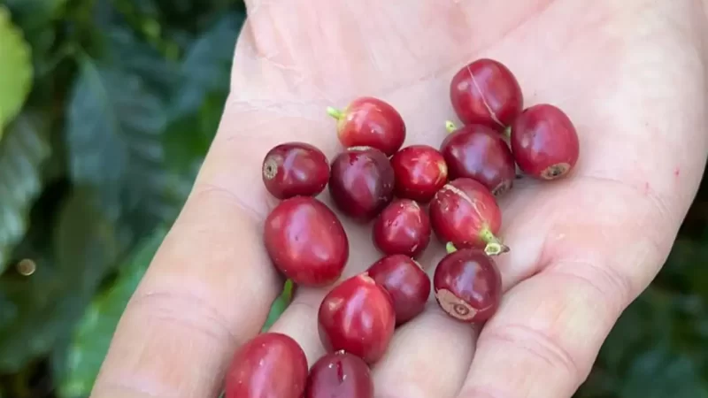 Produzir café no Brasil é um negócio da China