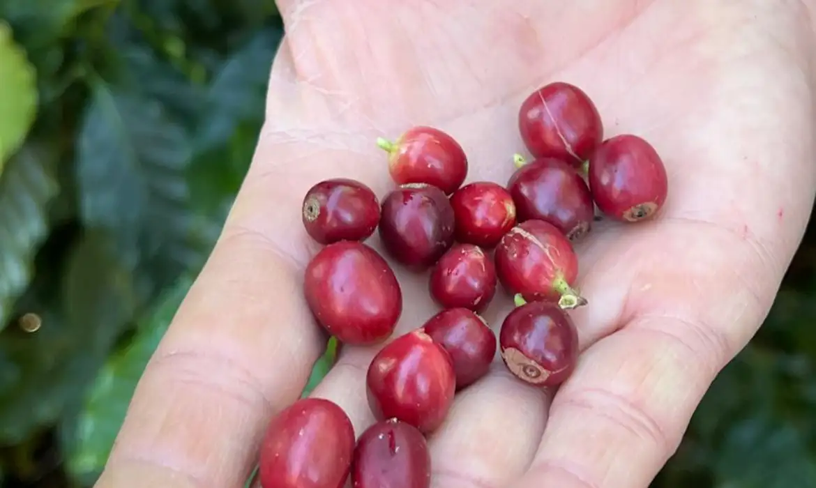 Produzir café no Brasil é um negócio da China