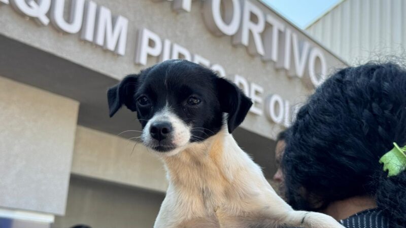 Como economizar com a saúde do seu pet: CastraPet prorroga inscrições em Maringá