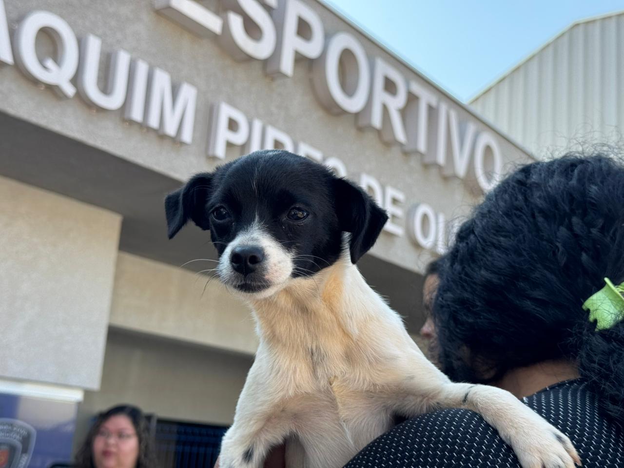 Como economizar com a saúde do seu pet: CastraPet prorroga inscrições em Maringá