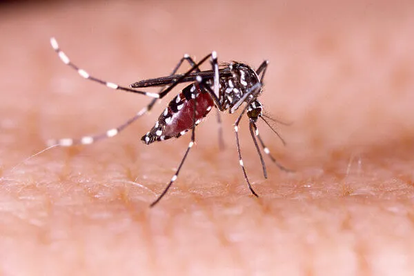 Dengue: os possíveis ilícitos cometidos por quem não colabora com as autoridades sanitárias 