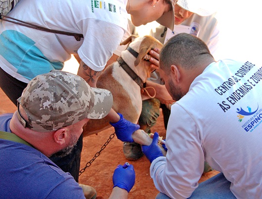 Estratégia de vigilância de cães reforça combate à doença de Chagas