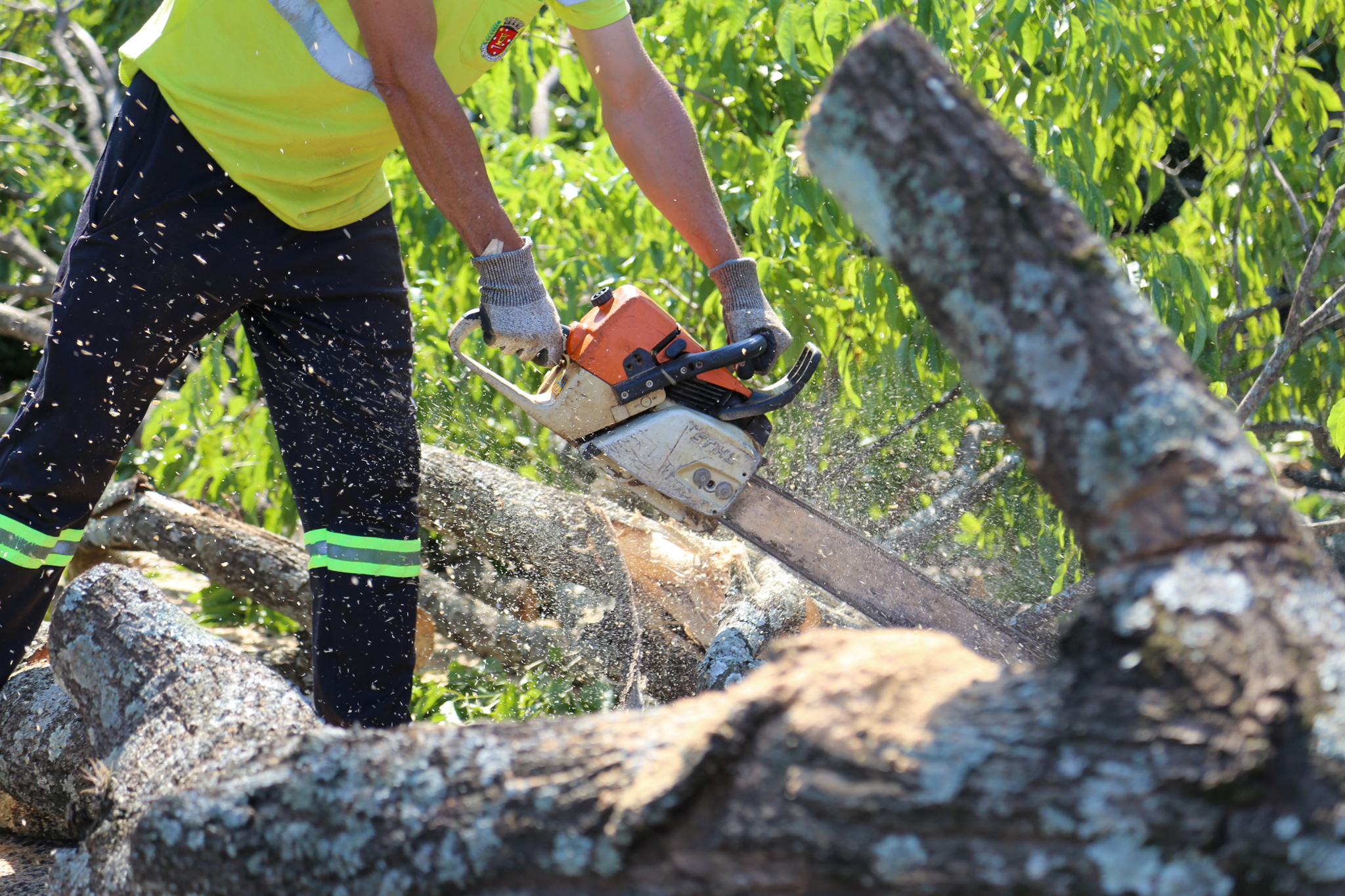 Força-tarefa da  gestão Ulisses Maia  segue intensa e remove 85% das árvores sobre casas; equipes serão ampliadas no feriado e fim de semana