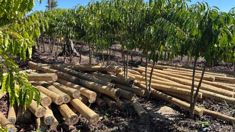 Fundo JBS pela Amazônia lança projeto que pode aumentar em 60% a renda de comunidades rurais