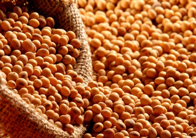 Soja brasileira domina mercado chinês, e produtores americanos pedem socorro a Trump