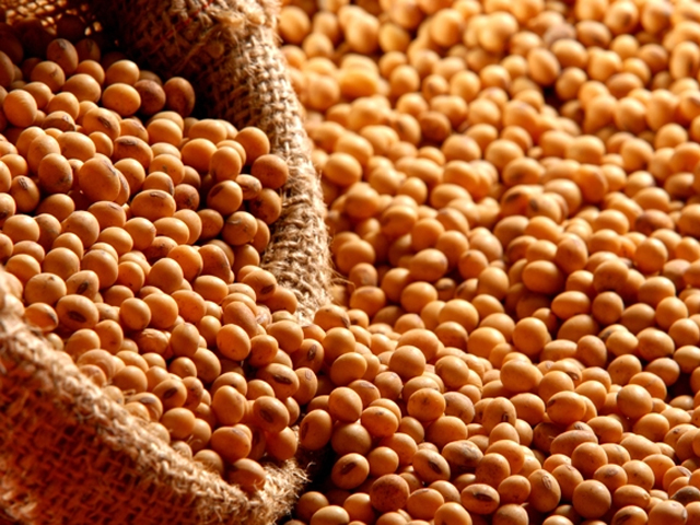 Soja brasileira domina mercado chinês, e produtores americanos pedem socorro a Trump