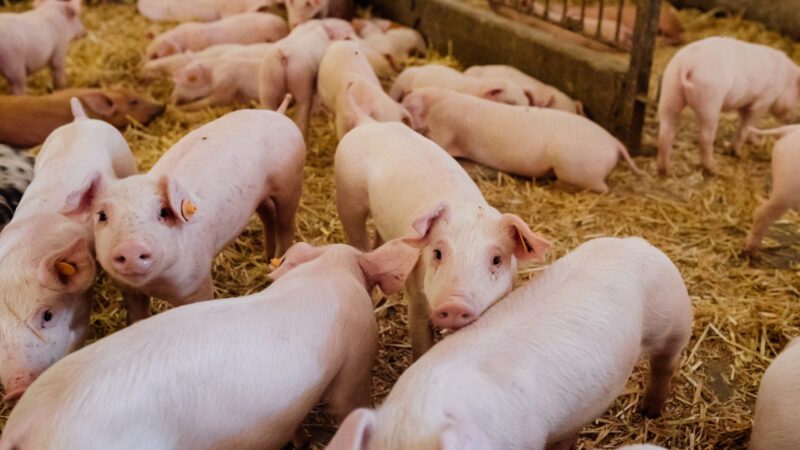 Estudantes do Oeste paranaense criam soluções reais para o mercado do agro global