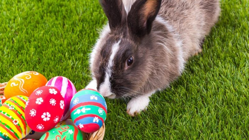 Quatro em cada 10 coelhos presenteados na Páscoa são abandonados
