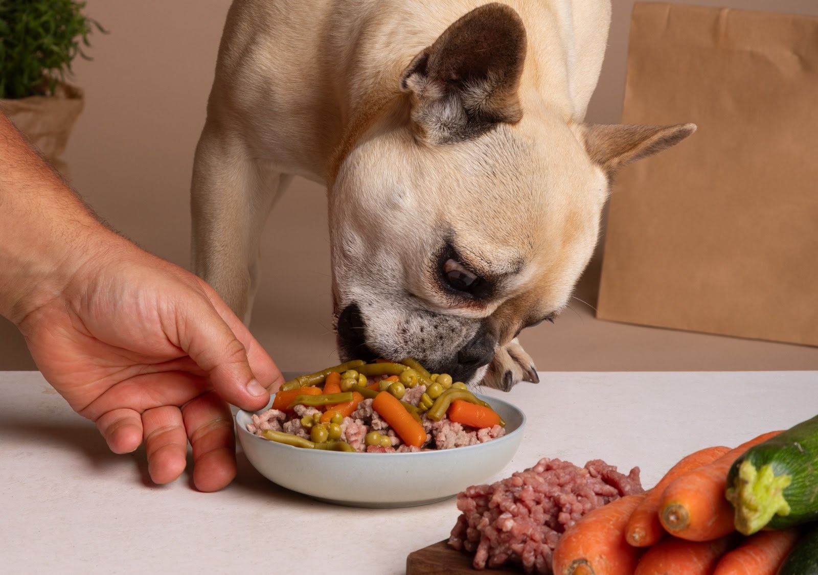 Ração ou alimentação natural: qual a melhor opção para os pets