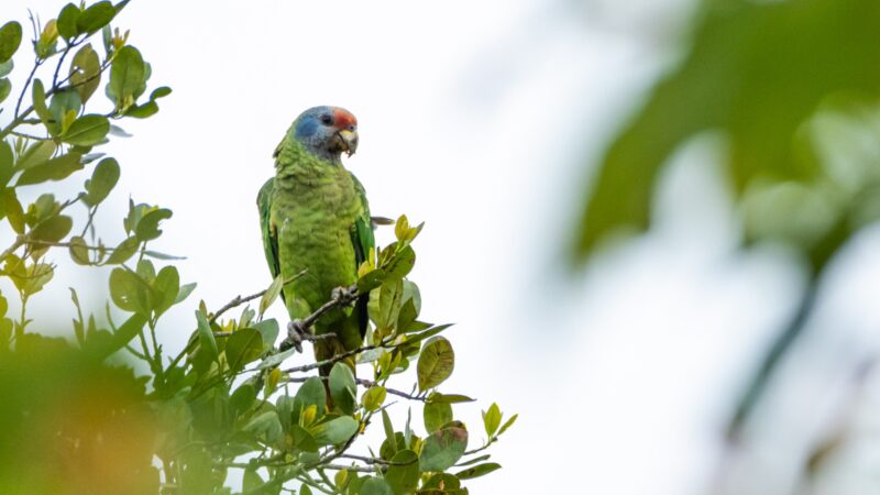 Grande Reserva Mata Atlântica firma parceria com primeira plataforma de crowdfunding com foco em projetos ambientais do Brasil