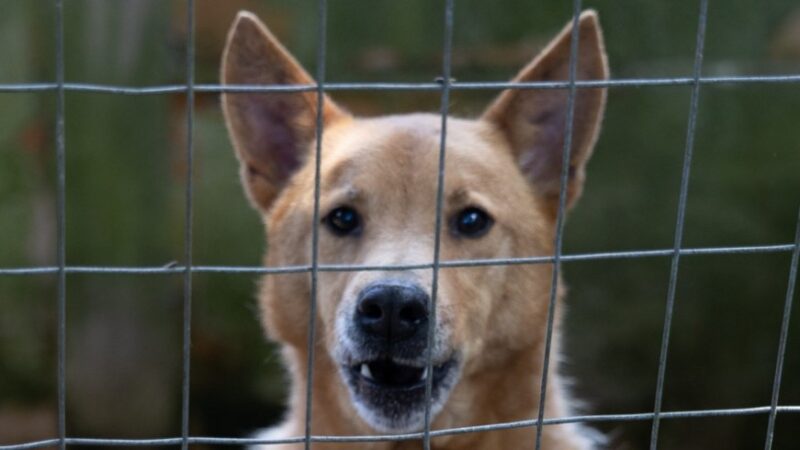 Shopping em Curitiba promove adoção de cães e gatos neste fim de semana
