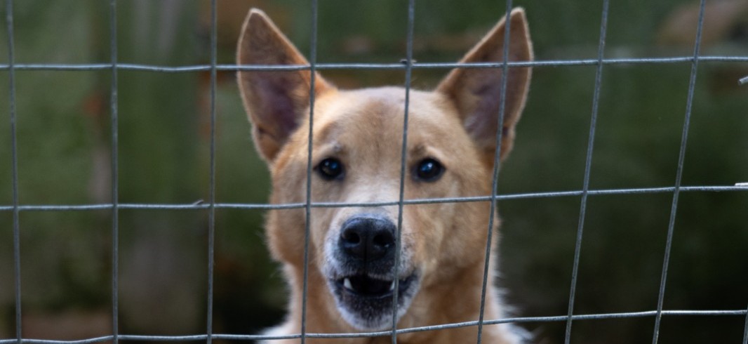 Shopping em Curitiba promove adoção de cães e gatos neste fim de semana
