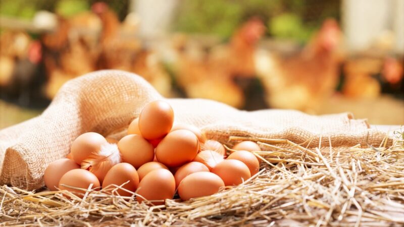 Giraffas reforça norma de uso obrigatório de ovos cage-free