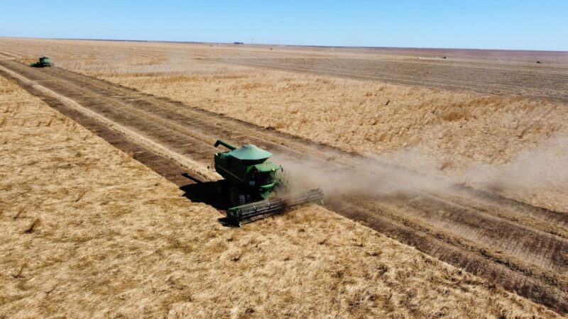 Agronegócio Estrondo bate recorde em colheita de braquiária