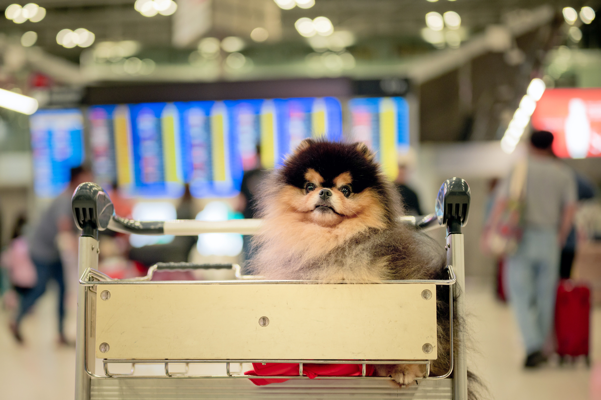 Viagem com pets: KAYAK revela desafios e oferece dicas